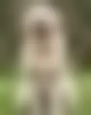 Foto de camlphus46618